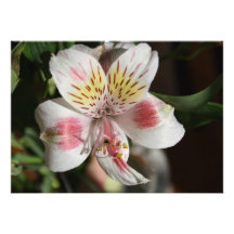 Invitación blanca/rosada de la flor del Alstroemer