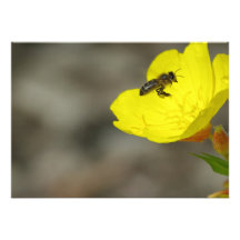 Invitación de la abeja