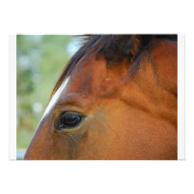 Invitación de la cara del caballo