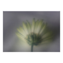 Invitación de la flor del crisantemo