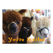 Invitación de la llama de la llama