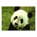 Invitación de la panda