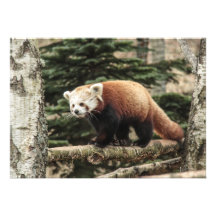 Invitación de la panda roja