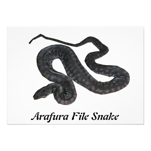 Invitación de la serpiente del fichero de Arafura