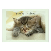 Invitación de la siesta del gato