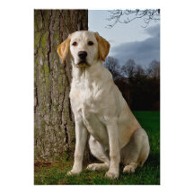 Invitación de Labrador