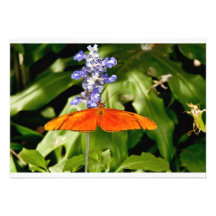 Invitación de las mariposas