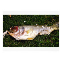 invitación de los pescados