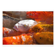 invitación de los pescados