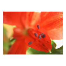INVITACIÓN del Alstroemeria
