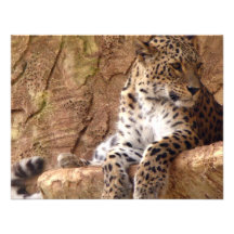 Invitación del leopardo