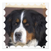 Invitación del perro de montaña de Bernese