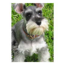 Invitación del perro de perrito del Schnauzer mini