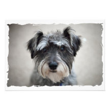 Invitación del perro del Schnauzer miniatura