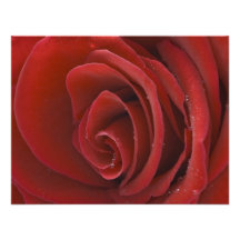 Invitación del rosa rojo