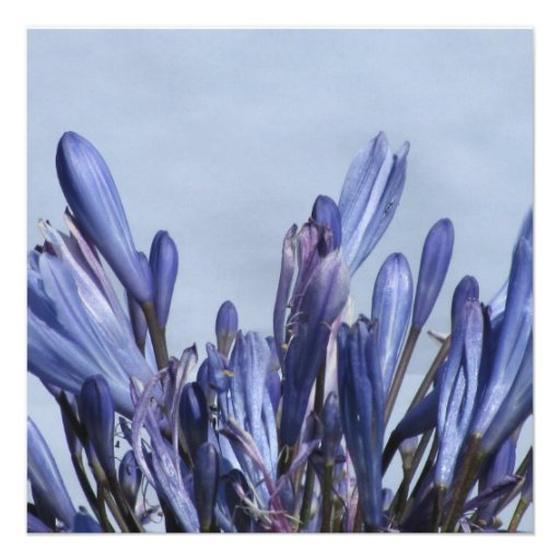 Invitación - flor azul