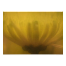 Invitación suave de la flor de la lente del foco
