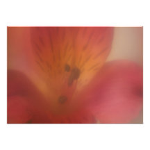 Invitación suave de la flor del foco