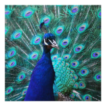Invitaciones bonitas del pavo real invitaciones personalizada