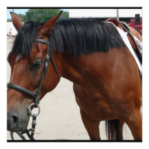 Invitaciones clavadas con tachuelas del caballo anuncios  