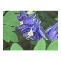 Invitaciones de Columbine azul Anuncio Personalizado