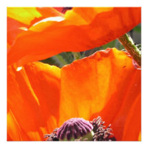Invitaciones de las amapolas que hacen estallar invitación personalizada