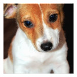 Invitaciones del perro de perrito de Jack Russell  Anuncio Personalizado