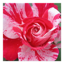 Invitaciones del rosa rojo y blanco anuncio