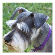 Invitaciones del Schnauzer Comunicados Personalizados