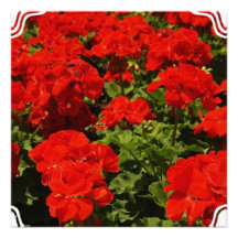 Invitaciones rojas de los geranios invitaciones personales 