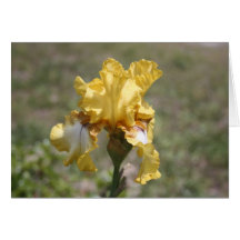Iris 1 felicitación