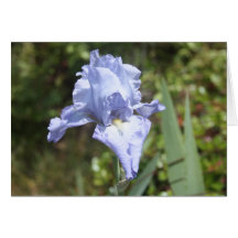 Iris 2 felicitación