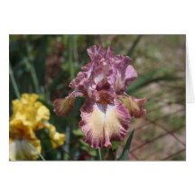 Iris 3 tarjeta