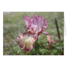 Iris 4 tarjeton