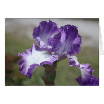 Iris 5 felicitacion 