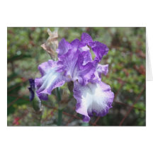 Iris 6 felicitacion 