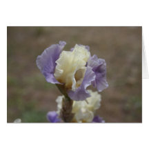 Iris 7 tarjeta