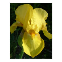 Iris amarillo tarjetas postales