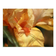 Iris anaranjado postal