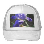 Iris azul en Poli 1 Gorros