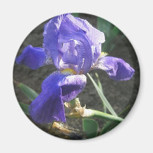 Iris azul en Poli 1 Imán