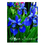 iris azules tarjeta postal