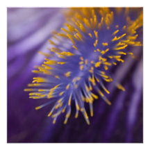 Iris barbudo anuncio personalizado