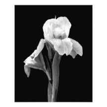 "Iris con la impresión fotográfica de las gotas de