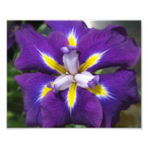 iris de la macro 8x10 impresiones fotográficas