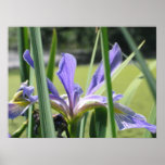 Iris del agua en la charca poster