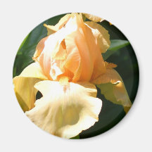 Iris del melocotón imanes  