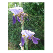Iris del país postal