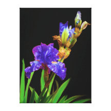 Iris en blacksmooth lienzo envuelto para galerias