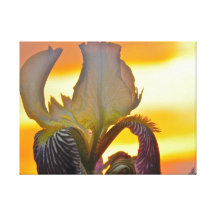 Iris en la puesta del sol lienzo envuelto para galerías